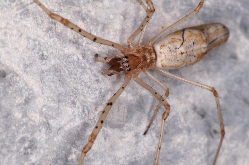 Tetragnatha_ZZ552_D7066_Z_90_Camping at Hopi hollow_Australie.jpg